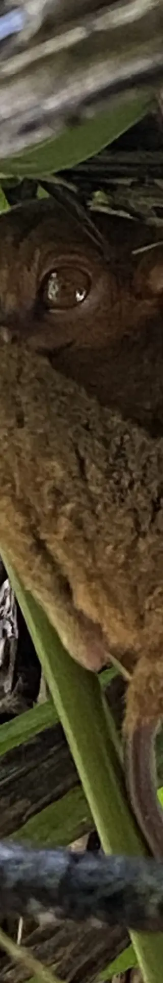 Die bezaubernden Philippinen-Tarsiere